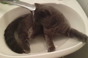 Кот принимает утреннюю ванну