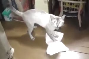 Кот решил помыть пол