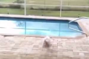 Собака впервые увидела бассейн
