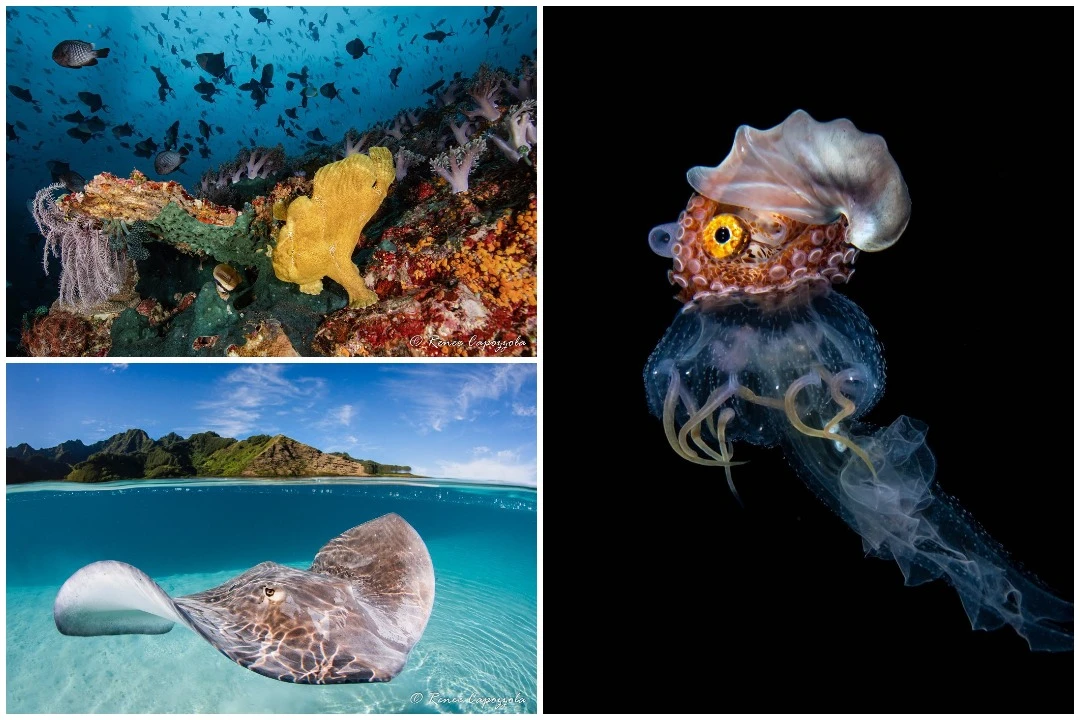 Подводные снимки Рене Капоццолы: красота океанского мира в 25 фотографиях