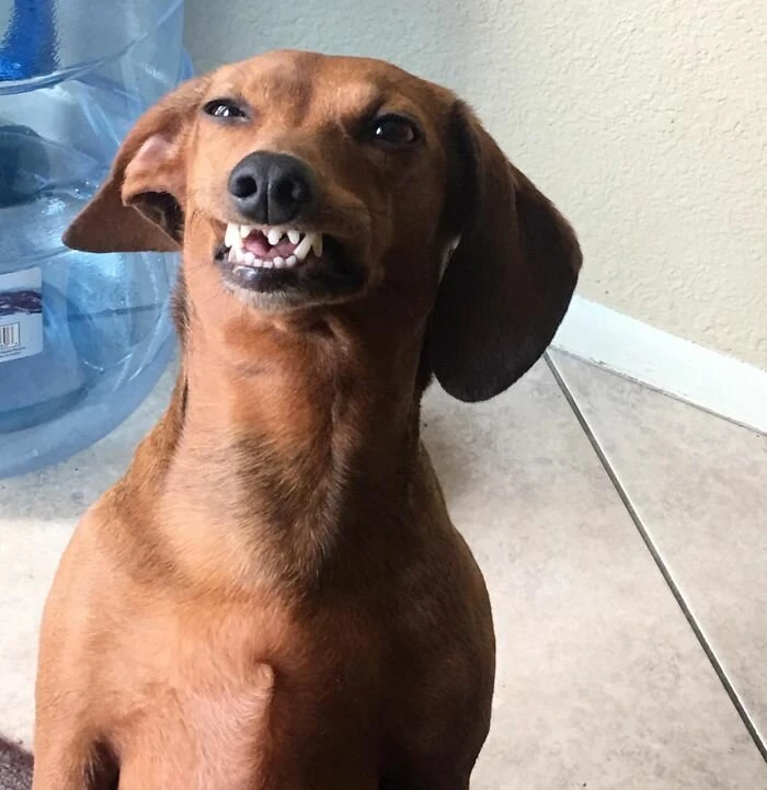 Собаки показывают зубы (22 фото)